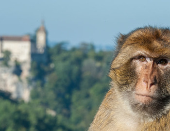 LA FORÊT DES SINGES